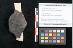 Foto (Objekt + Etikett) von Sphenopteris amissa Ettingshausen (NHMW-GEO-2024-0188-10280)
